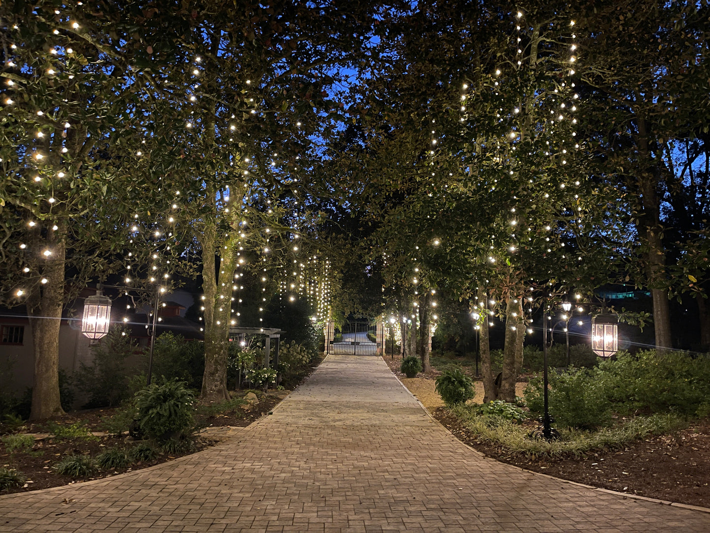 Warm white LED Christmas string lights decorating trees with a classic holiday glow.