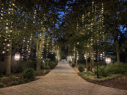 Warm white LED Christmas string lights decorating trees with a classic holiday glow.